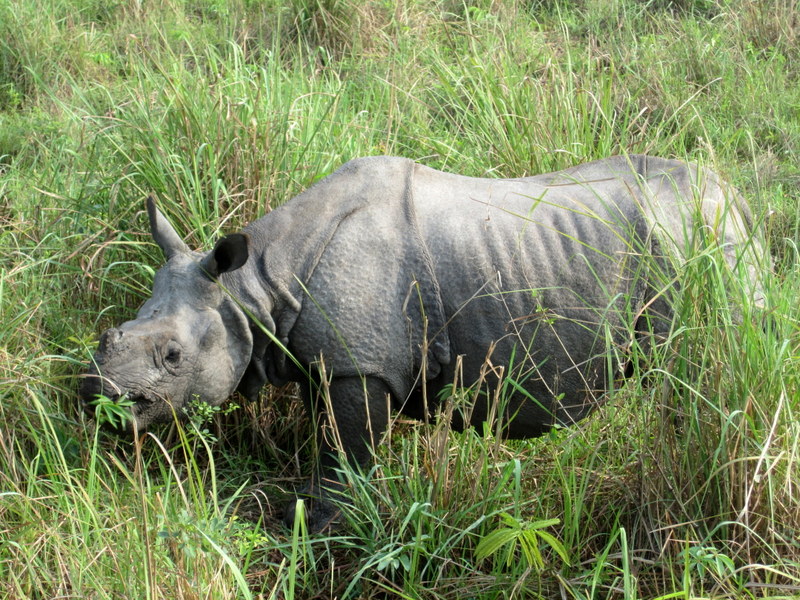 JALDAPARA  WILD  LIFE  SANCTUARY  ELEPHANT  SAFARI  SINGLE  HORNED  RHINO 17-04-2011 07-56-10.JPG