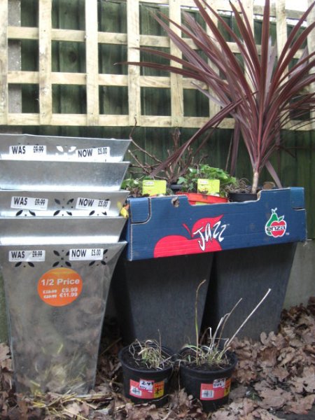 Jan 2013 plants (2).JPG