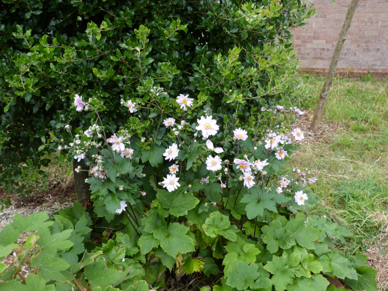 Japanese anemone.JPG