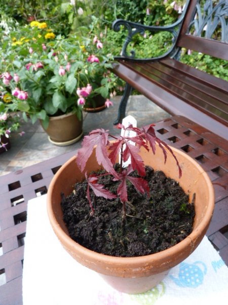 Japanese Red Maple Vancouver  June 2011 001.JPG