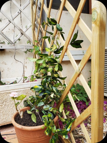 Jasmine3 10 Jun 25.jpg