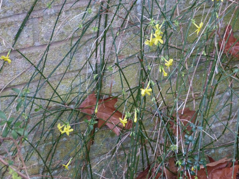 Jasminum nudiflorum.JPG