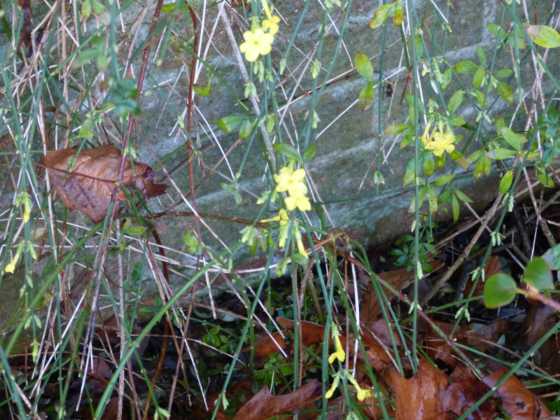 Jasminum nudiflorum.JPG