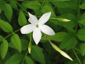 jasminum-officinale.jpg