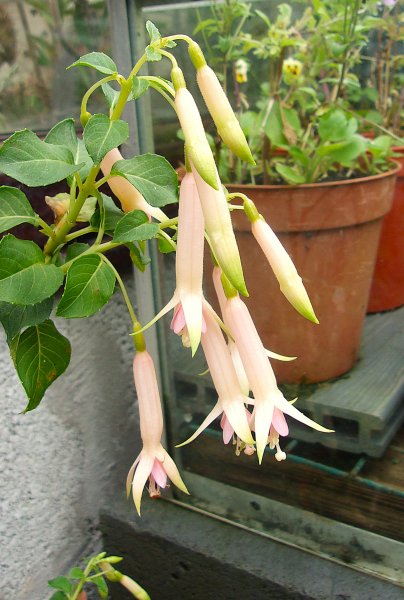 Jasper's Lightning.JPG