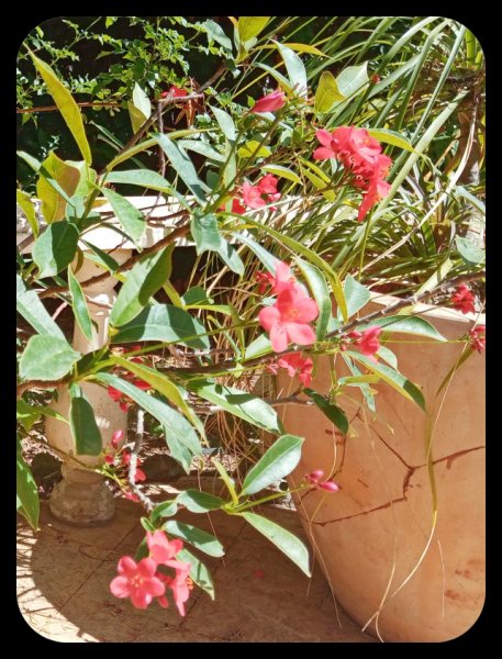 Jatropha integerrima 2 Jun 22.jpg