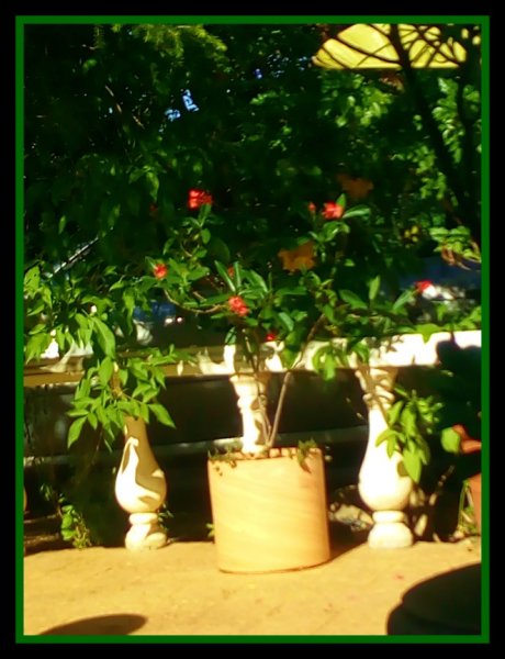 Jatropha integerrima.jpg