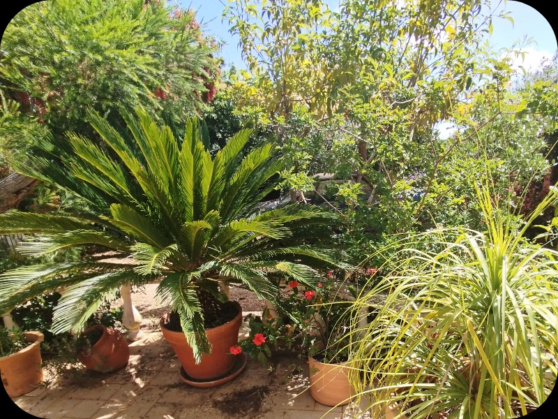 Jatropha Intergirrina Tropics 18 May 25.jpg