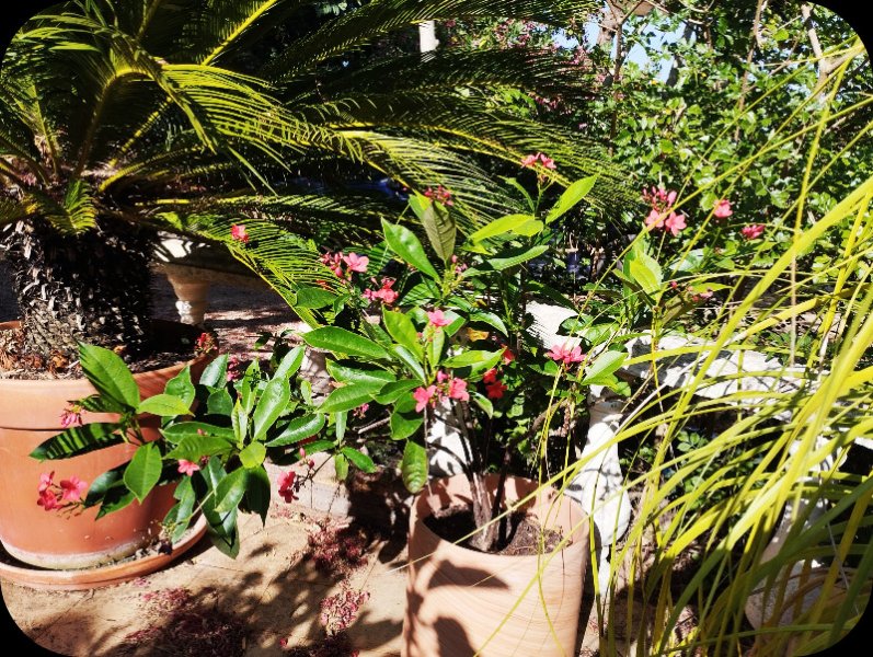 Jatropha intergrrima 5 Jun 25.jpg