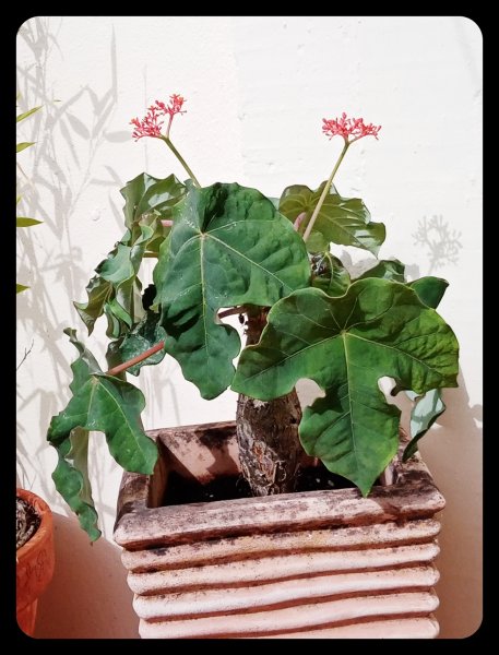 Jatropha podagrica 14 Jul 22.jpg