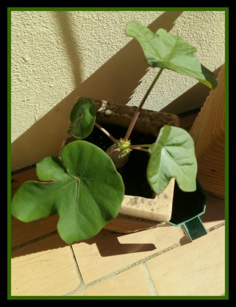 Jatropha podagrica.jpg