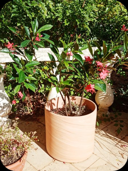 Jatropha Spicy2 2 jun 24.jpg