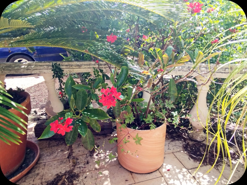 Jatropha Tropics 18 May 25.jpg