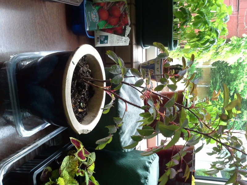 Jean\'s plant take 1.jpg