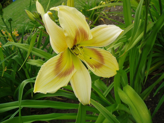 jellyfish jealousy.jpg