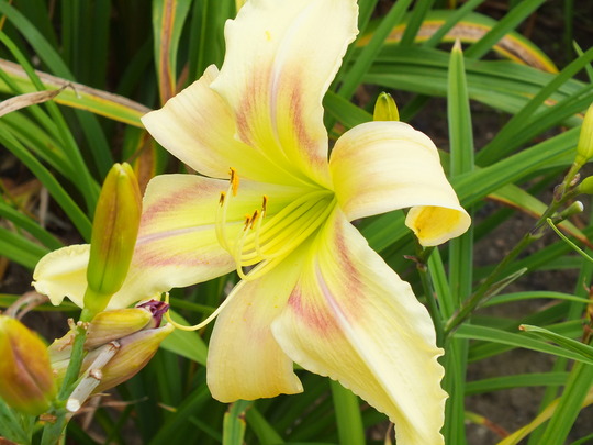 jellyfish jealousy.jpg