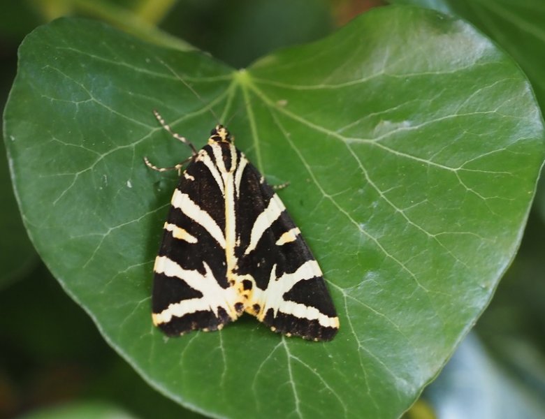 jersey tiger.jpg