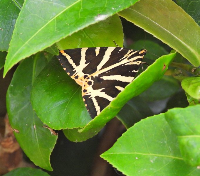 Jersey Tiger.JPG