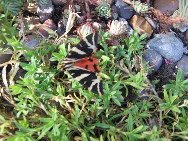 Jersey Tiger moth 002.JPG