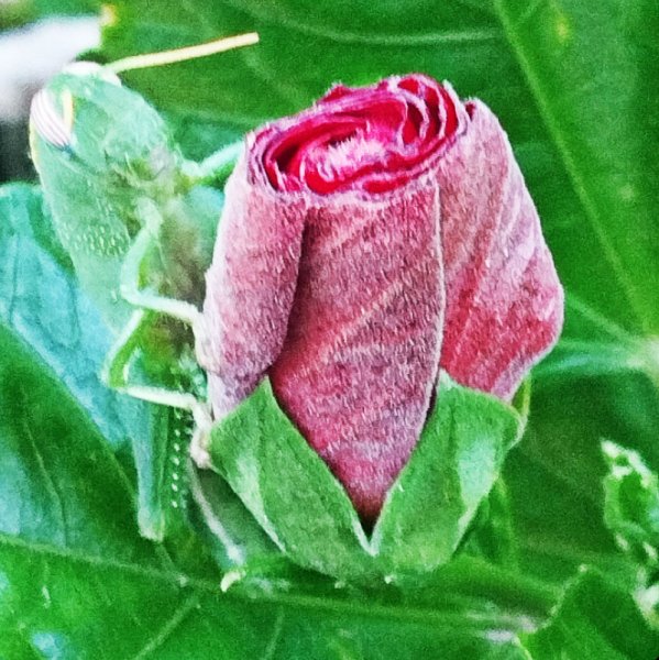 Jiminy 23 Jul 25(1).jpg