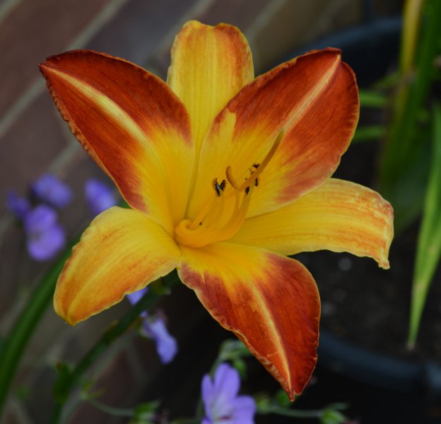 Johnny Come Lately.JPG