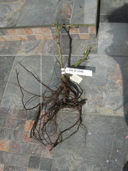 Joie de Vivre - Patio rose 25 April 2012 001 (2).jpg