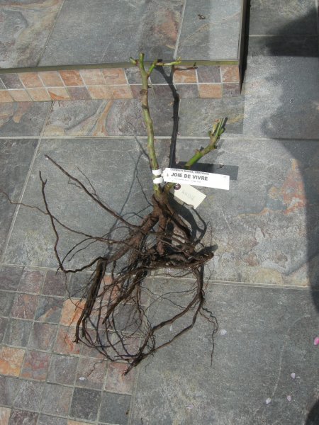 Joie de Vivre - Patio rose 25 April 2012 001.JPG