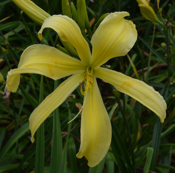 Juanita Allinder.JPG