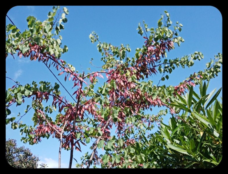 Judas Pods 8 May(1).jpg