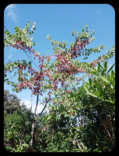 Judas Pods 8 May.jpg