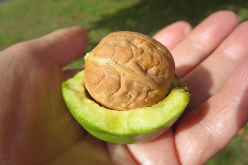 JUGLANS  REGIA 23-09-2014 14-08-13.JPG