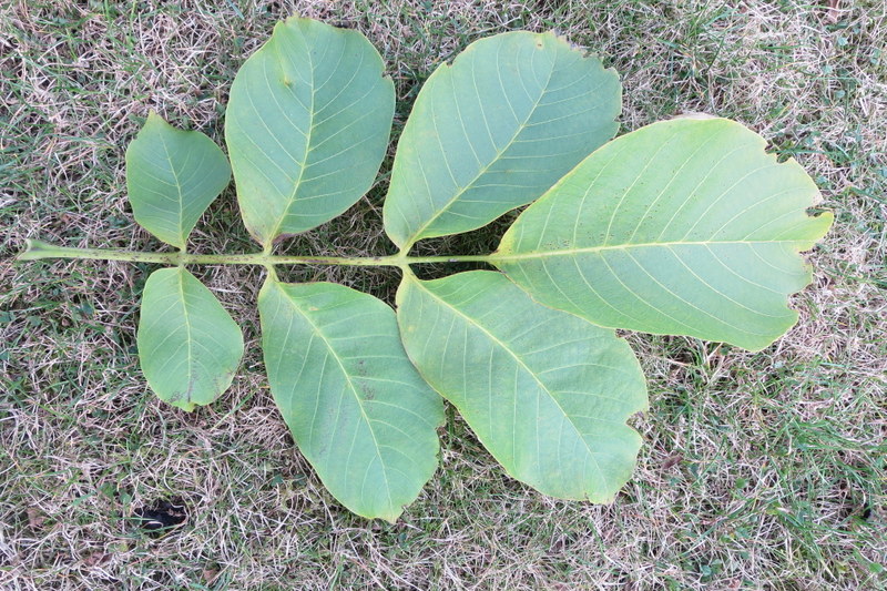 JUGLANS  REGIA 29-09-2014 14-24-01.JPG