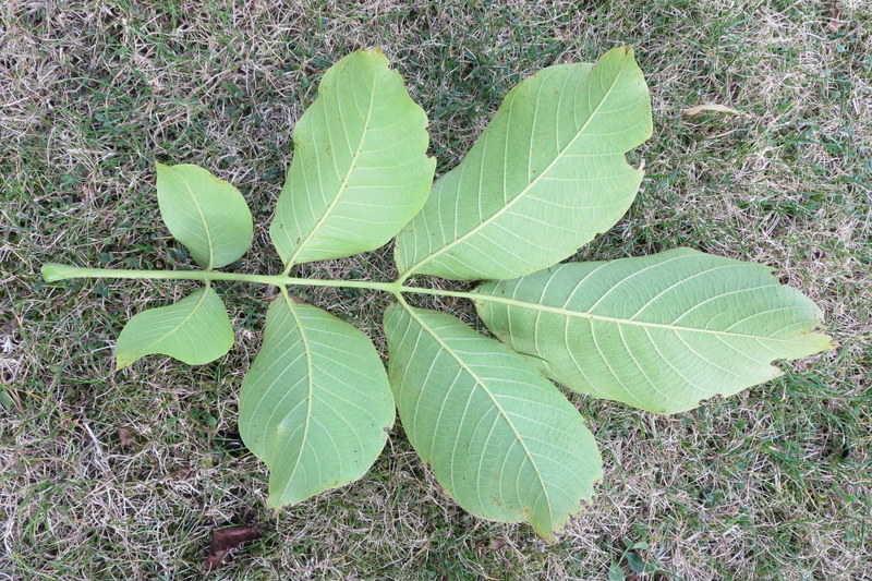 JUGLANS  REGIA 29-09-2014 14-24-12.JPG