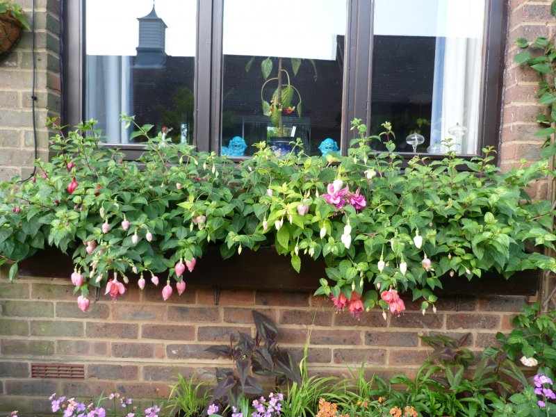 July 14th 2013 003.JPG