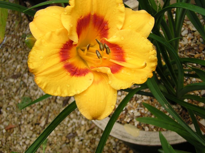 July Pictures 024.JPG