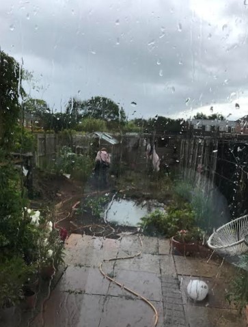 june22nd penstemons.jpg