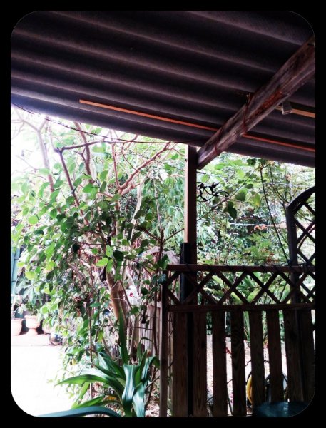 Jungle Entrance 13 Sep 21.jpg