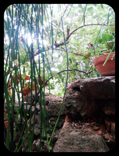 Jungle Room 13 Sep 21.jpg