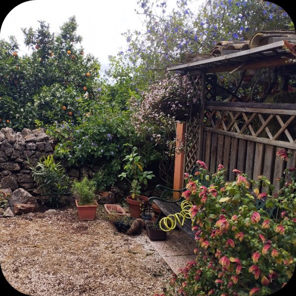 Jungle Room 6 Apr 25.jpg