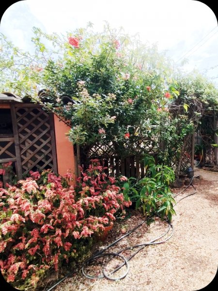 Jungle Room _ Arch h9 Jun 25.jpg