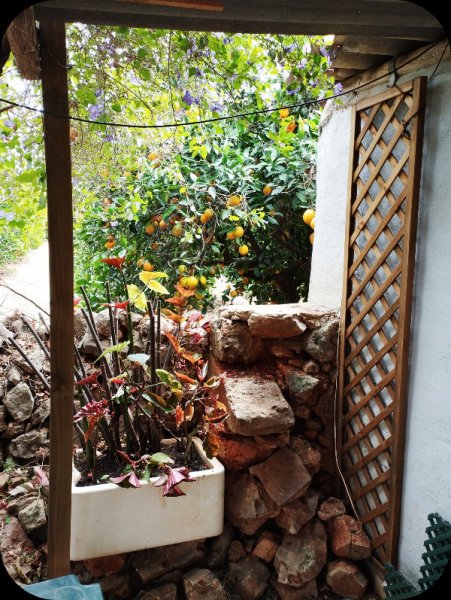 Jungle Room Orchard 20 Mat 24.jpg