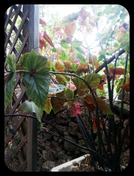 Jungle Room2 13 Sep 21.jpg