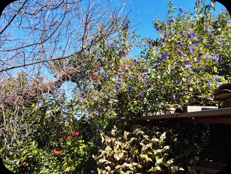 Jungle Room2 3 May 24.jpg