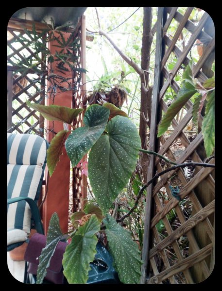 Jungle Room3 13 Sep 21.jpg