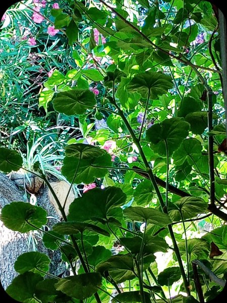 Jungle Room3 19 May 24.jpg