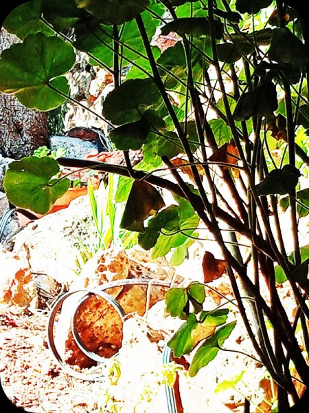 Jungle Room5 19 May 24.jpg