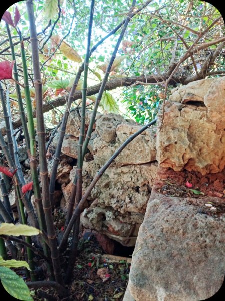 Jungle Room7 19 May 24.jpg