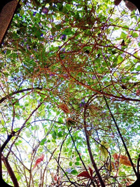 JungleRoom6 19 May 24.jpg