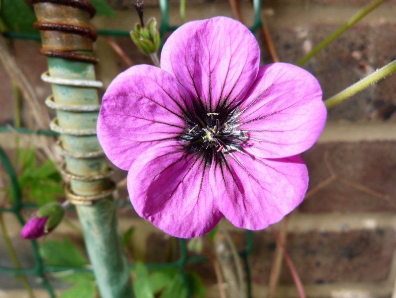 Just cranesbills 28 June  2012 001.JPG