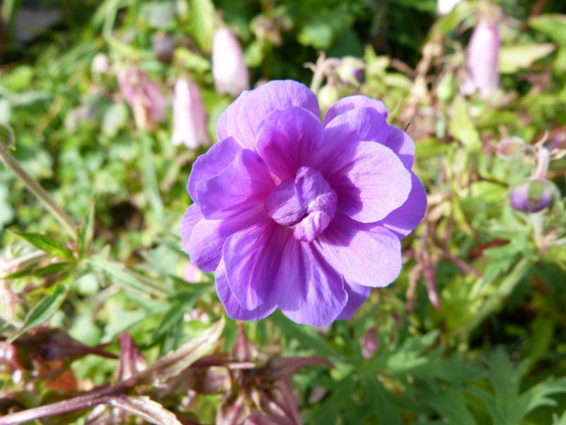 Just cranesbills 28 June  2012 002.JPG